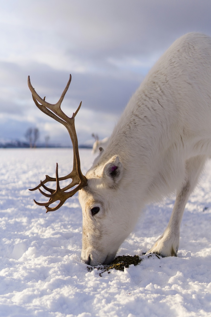 Reindeer grazing in snow