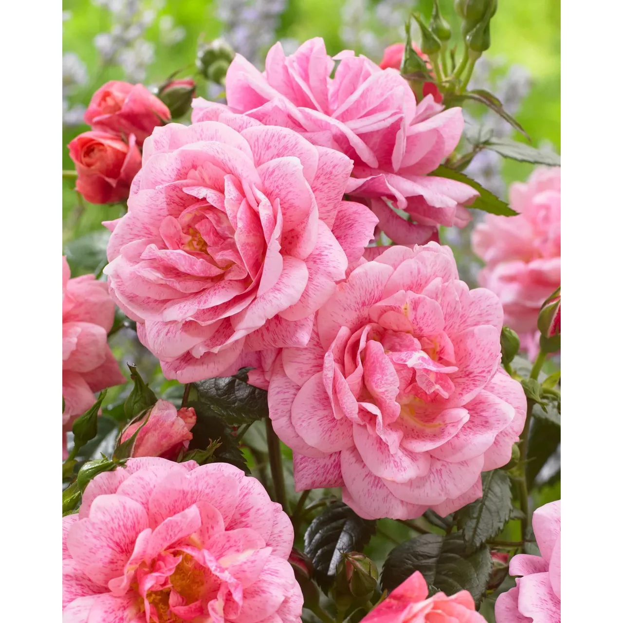 Camelot rose