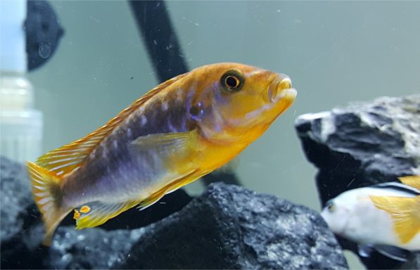 Iodotropheus sprengerae