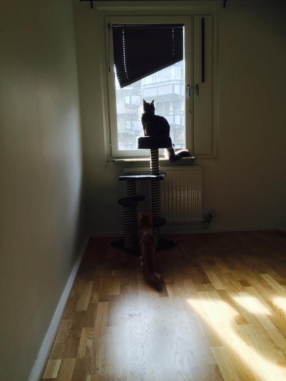 Rigel