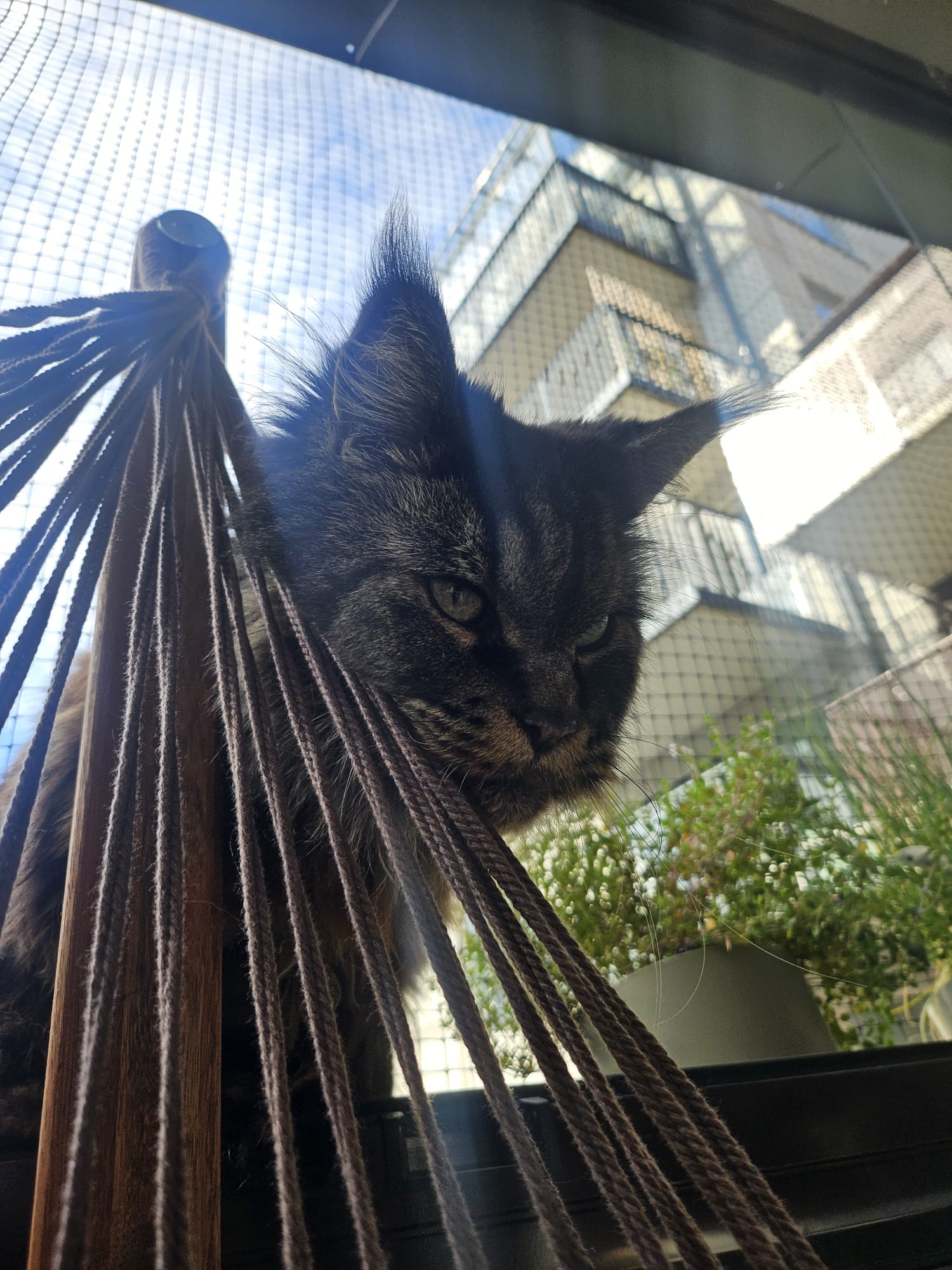Rigel