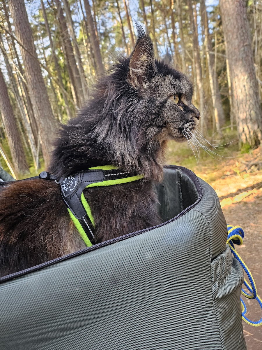 Curious cat